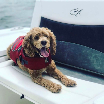 Dog with a life jacket sitting on a boat - The Crevalle logo is on the seat