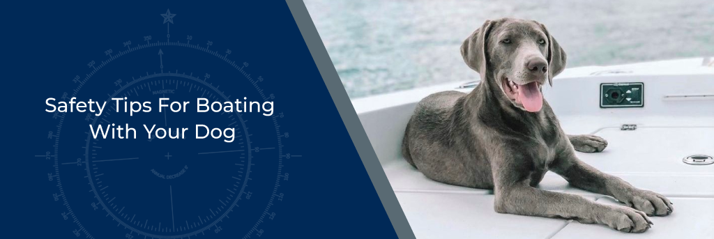 Safety Tips for Boating With Your Dog - Dog sitting on a boat