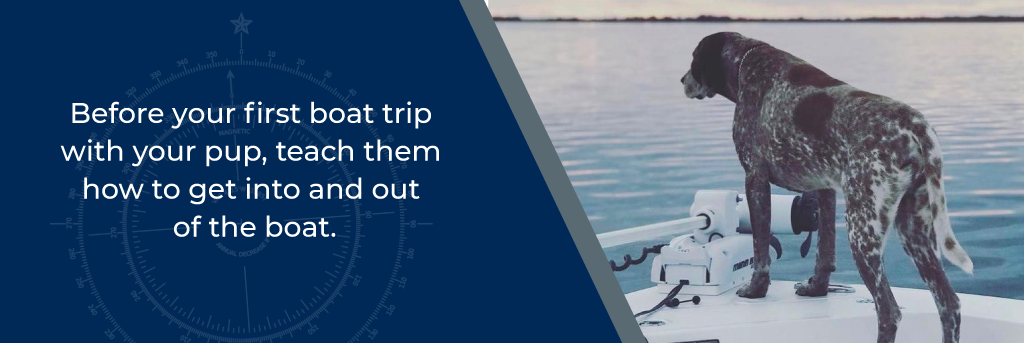 Before your first boat trip with your pup, teach them how to get into and out of the boat - dog on the edge of a boat looking out into the water