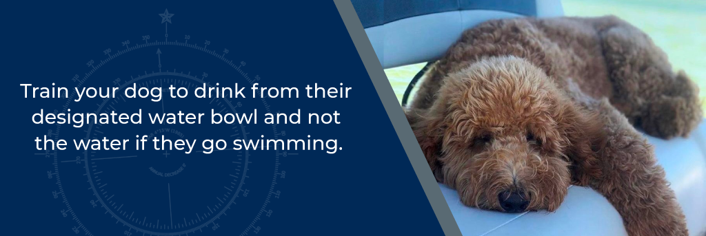 Train your dog to drink from their designated water bowl and not the water if they go swimming - dog lounging on the seat of a boat