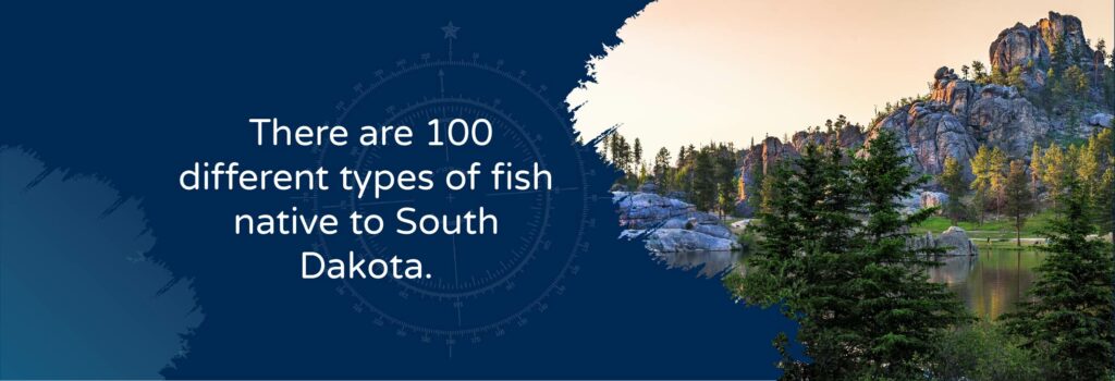 There are 100 different types of fish native to South Dakota - image of Black Hills SD