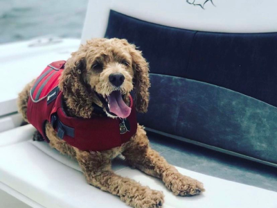 Dog with a life jacket sitting on a boat - The Crevalle logo is on the seat